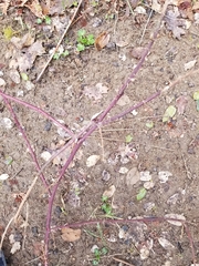 Rubus laciniatus