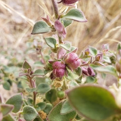 Pseudorontium cyathiferum