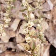 Pseudorontium cyathiferum