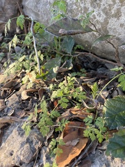 Chaerophyllum tainturieri