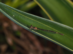 Austrolestes leda
