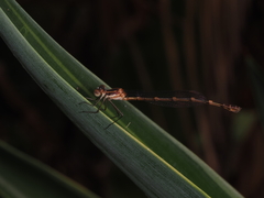 Austrolestes leda