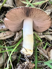 Agaricus kerriganii