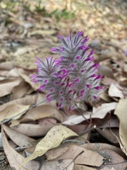 Ptilotus manglesii