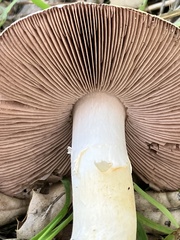 Agaricus kerriganii