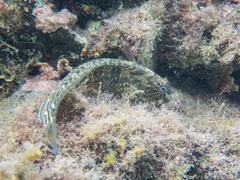 Parablennius parvicornis