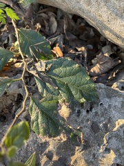 Ehretia anacua