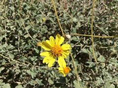Encelia resinifera