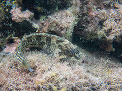 Parablennius parvicornis