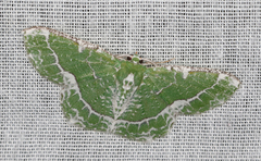 Eucyclodes insperata