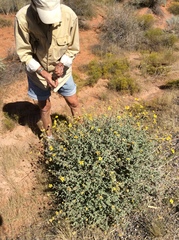 Encelia resinifera