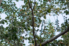 Leiothlypis celata