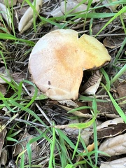 Agaricus kerriganii