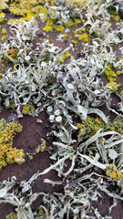 Ramalina leptocarpha