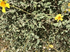 Encelia resinifera