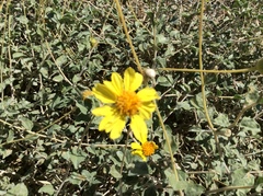 Encelia resinifera