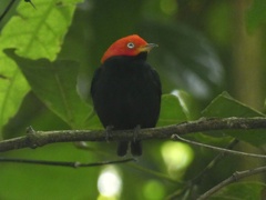 Ceratopipra mentalis