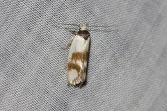 Antipterna trilicella