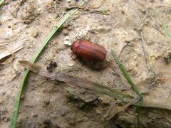 Serica brunnea