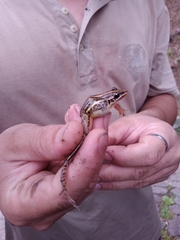 Leptodactylus gracilis
