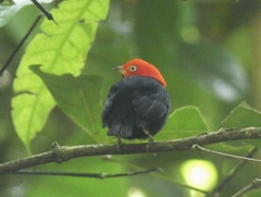 Ceratopipra mentalis