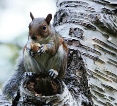 Sciurus carolinensis