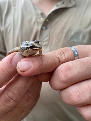 Leptodactylus gracilis