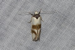 Antipterna trilicella