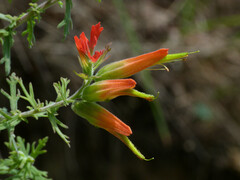 Castilleja fissifolia