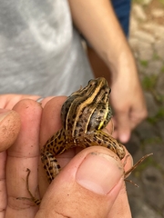 Leptodactylus gracilis