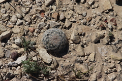 Mammillaria lasiacantha