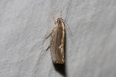 Archaereta dorsivittella