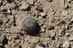 Mammillaria lasiacantha