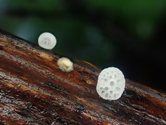 Favolaschia cyatheae