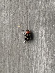 Oedionychina