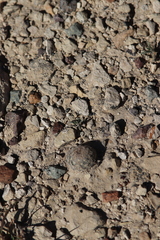 Mammillaria lasiacantha