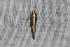 Archaereta dorsivittella