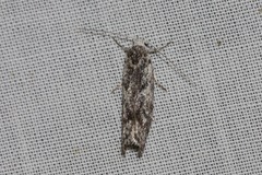 Lichenaula onychotypa