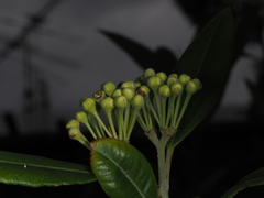 Backhousia citriodora