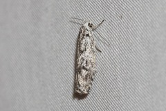 Lichenaula onychotypa