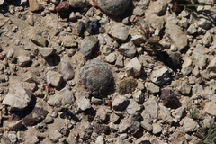 Mammillaria lasiacantha