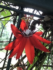 Passiflora coccinea