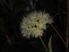 Backhousia citriodora