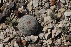 Mammillaria lasiacantha