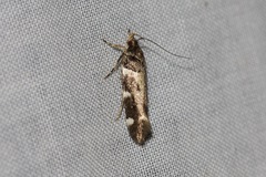 Macrobathra ceraunobola