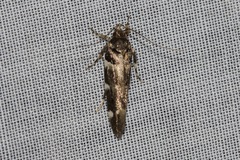 Macrobathra ceraunobola