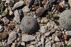 Mammillaria lasiacantha