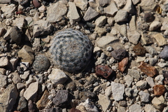 Mammillaria lasiacantha