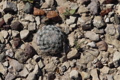 Mammillaria lasiacantha