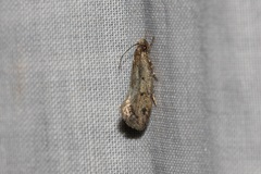 Syncometes vilis